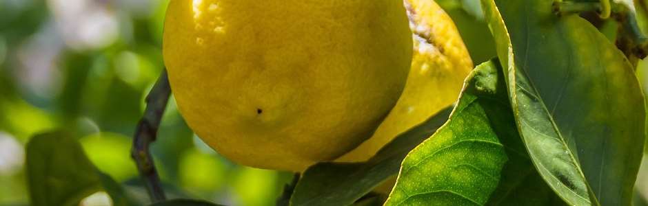 Citron peeling wellness
